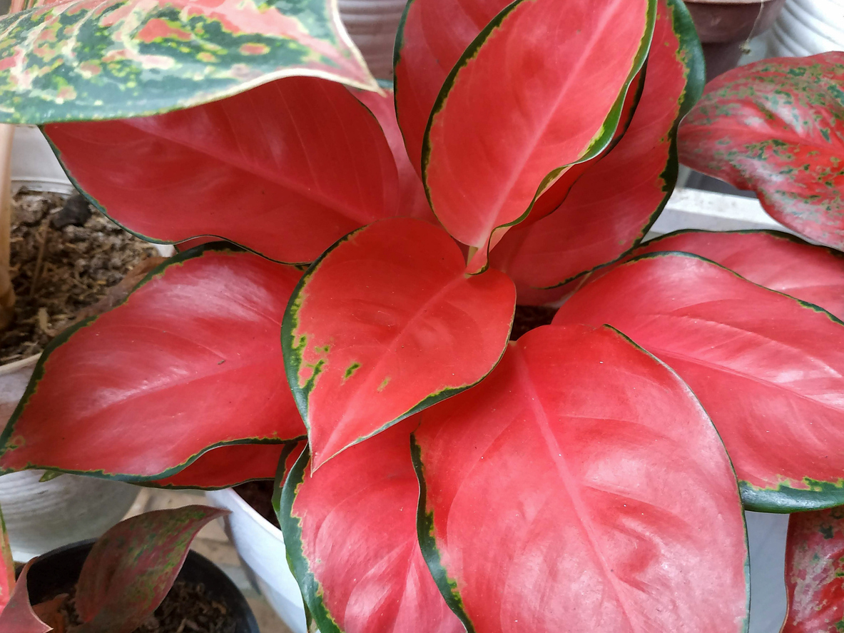 aglaonema